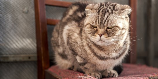 6 Sinyal Halus Tanda Kucing Lagi Kesal, Waspadai Sebelum Kena 