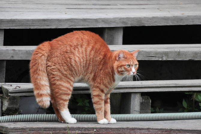 6 Sinyal Halus Tanda Kucing Lagi Kesal, Waspadai Sebelum Kena 