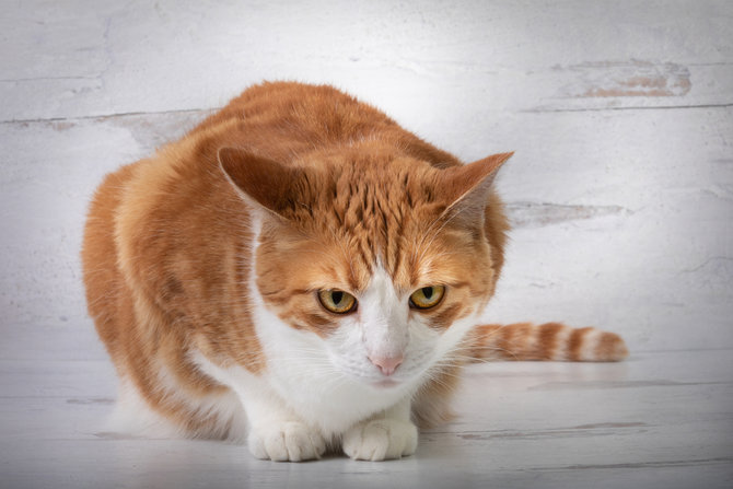 6 sinyal halus tanda kucing lagi kesal waspadai sebelum kena cakar