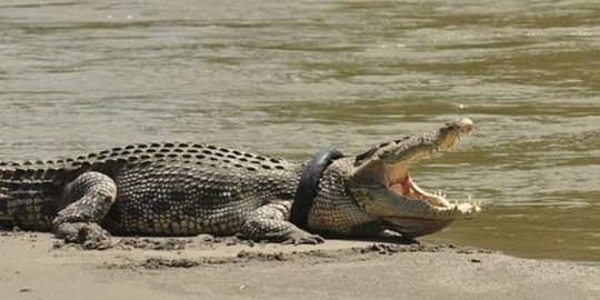 Buaya Muara di Perairan Segara Anakan Cilacap Dievakuasi