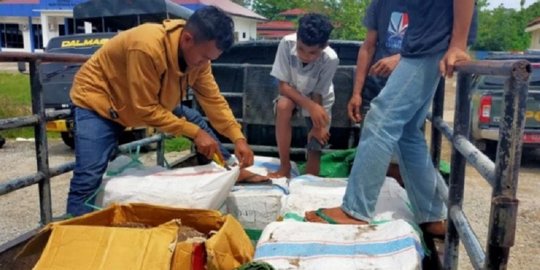 300 Kilogram Daging Rusa Hendak Diselundupkan ke Bima Disita di Labuan Bajo