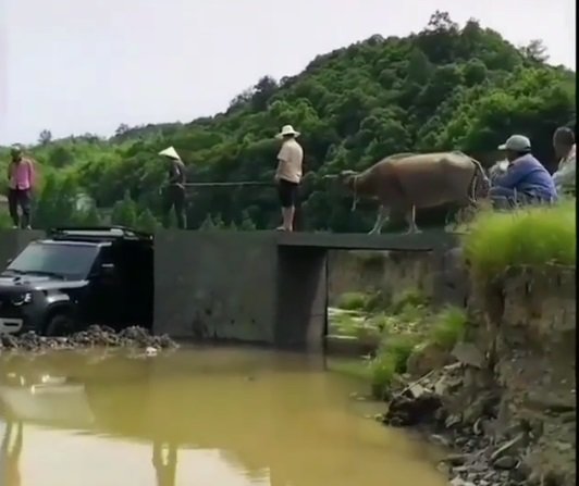 mobil mewah buat nyebrang kerbau