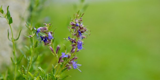 6 Health Benefits of Hyssop, Overcoming Cancer and Preventing Aging