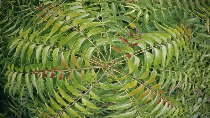 daun mimba