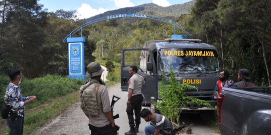 Polisi Temukan Ladang Ganja di Distrik Wollo Jayawijaya