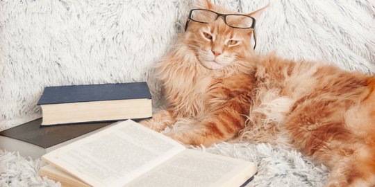 Buat Para Introvert, 6 Ras Kucing ini Cocok untuk Kepribadianmu