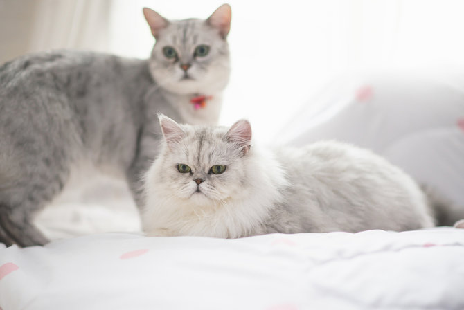 buat para introvert 6 ras kucing ini cocok untuk kepribadianmu