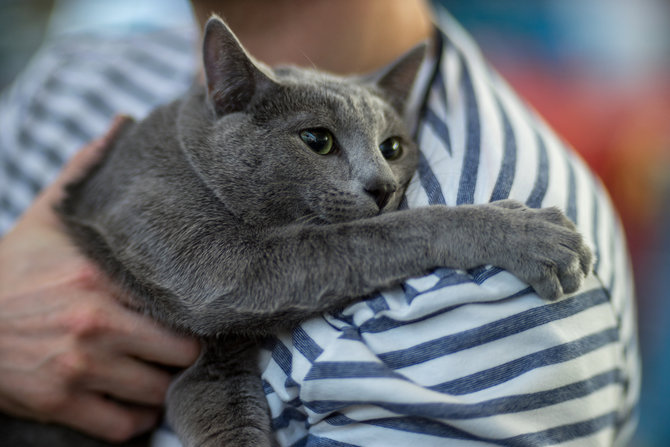 buat para introvert 6 ras kucing ini cocok untuk kepribadianmu