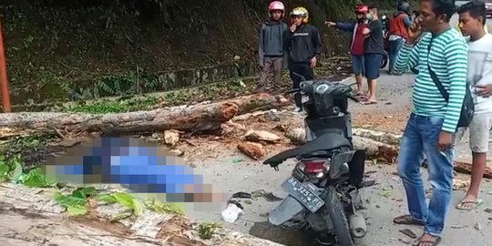 Pemotor Tewas Tertimpa Pohon di Sitinjau Lauik Solok