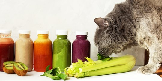 Kucing Kesayangan Suka Makan Seledri? Cari Tahu Faktanya Dulu Yuk