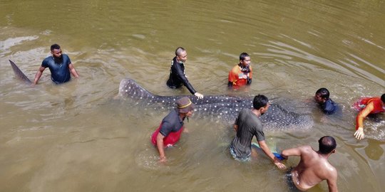 Petugas BKSDA Evakuasi Hiu Paus dari Sungai di Kota Kendari