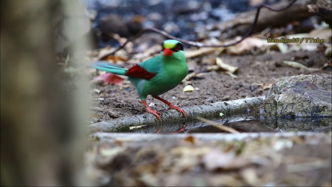 burung ekek geling jawa