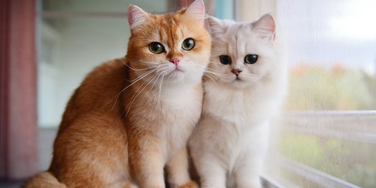 5 Cara Mudah Merawat Bulu Kucing Kesayangan agar Tetap Sehat dan Indah