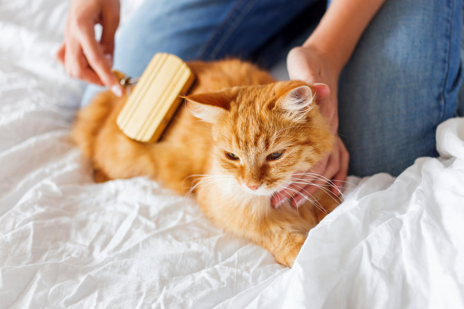 5 cara mudah merawat bulu kucing kesayangan agar tetap sehat dan indah