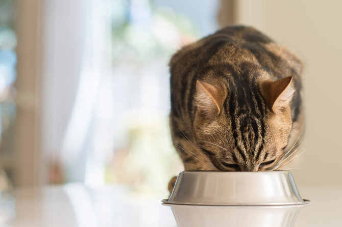 5 cara mudah merawat bulu kucing kesayangan agar tetap sehat dan indah