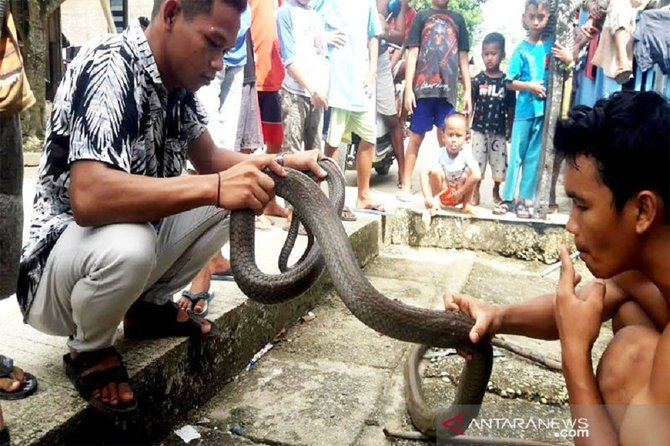 ular kobra ditangkap warga