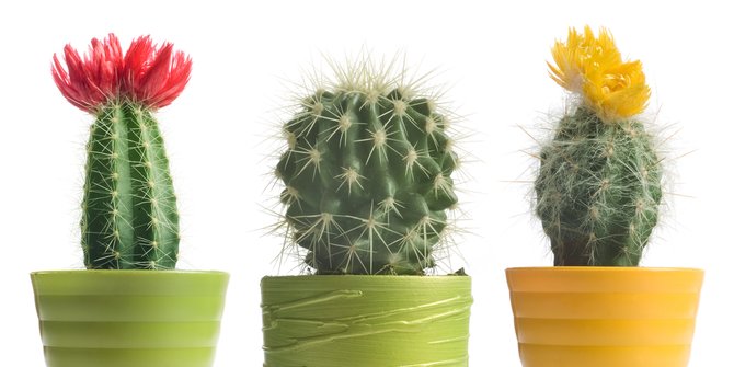 5 Benefits of Cactus Planted in the Room, Good for Body Health