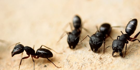 Cara mengusir semut agar tidak kembali