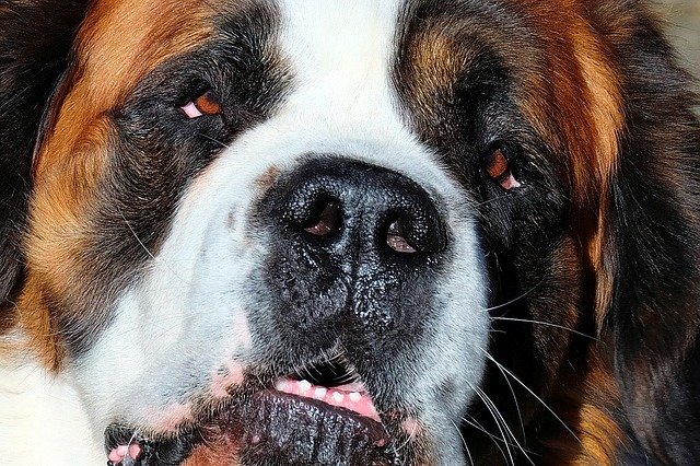 ilustrasi anjing st bernard