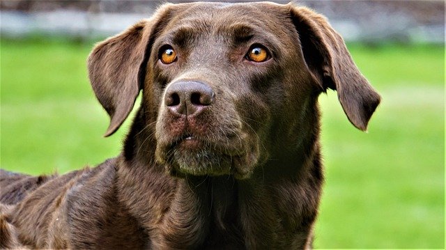 ilustrasi anjing labrador