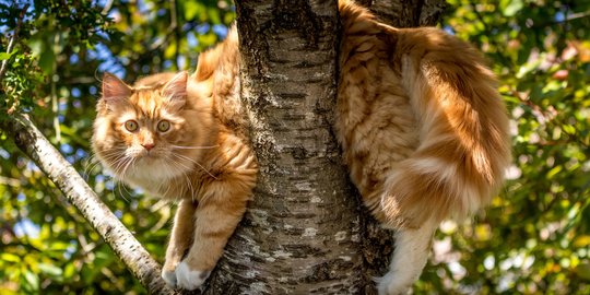 Sulit Turun dari Atas Pohon, Ini Cara Tepat Menyelamatkan Kucing Kesayangan