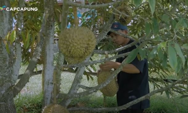 kebun durian nglanggeran