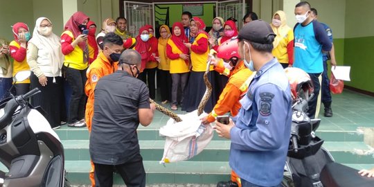 Ular Sanca Ditemukan di Atap WC SDN Margajaya 1 Bekasi