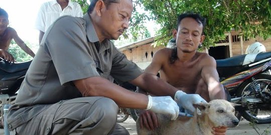 Banyak Anjing Berkeliaran, Korban Gigitan Hewan Rabies di Mokomuko Tinggi