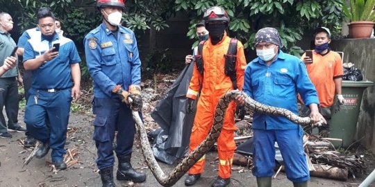 Dua Ular Sanca Ditemukan di Lingkungan Warga Kebon Jeruk