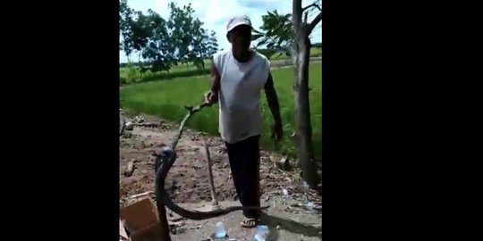 Warga Bintaran Banyuasin Diteror Ratusan Ular Kobra, Seorang Pria Tewas Dipatuk