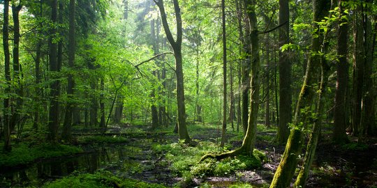 37.170 Hektare Hutan di Sumsel Hilang Akibat Infrastruktur hingga Perambahan