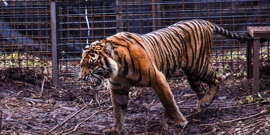 Teror Serangan Harimau di Bahorok Sumut Berlanjut, 2 Lembu Ditemukan Mati
