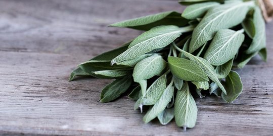 10 Manfaat Daun Sage bagi Kesehatan, Sumber Antioksidan yang Bisa Turunkan Gula Darah
