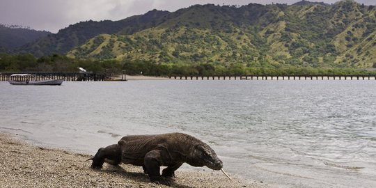 Kunjungan ke Pulau Komodo Didominasi Wisatawan Mancanegara