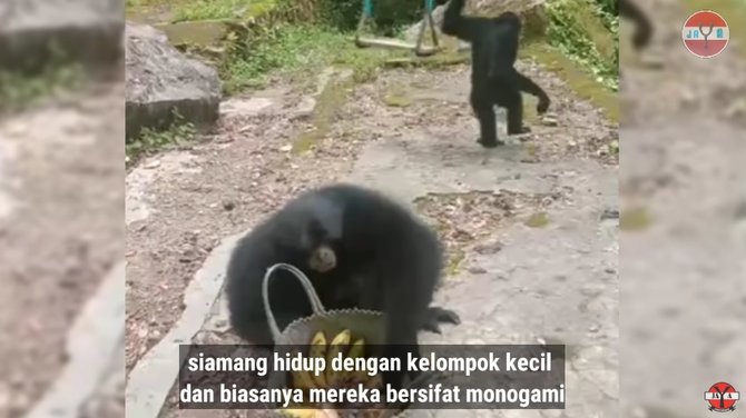 momen pria panggil siamang dengan terompet khusus