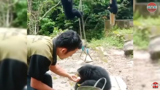 momen pria panggil siamang dengan terompet khusus