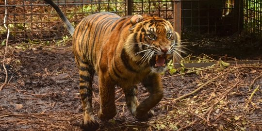 Harimau Sumatera Kembali Serang Lembu Milik Warga di Langkat