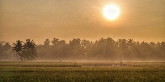 Anggaran Ketahanan Pangan di 2021 Naik 30 Persen Jadi Rp104 Triliun