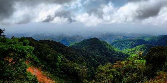 Harimau Loreng Gunung Wilis Diduga Turun ke Permukiman Warga, Begini Kronologinya