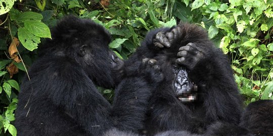 Sejumlah Gorila di Kebun Binatang San Diego AS Positif Covid-19