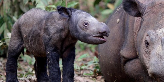 Kabar Bahagia, Koleksi Badak Putih di Taman Safari Bogor Bertambah