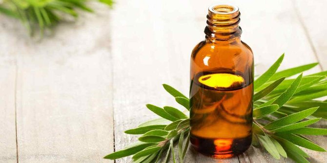 12 Manfaat Tea Tree Oil Selain Mengatasi Jerawat dan Ketombe