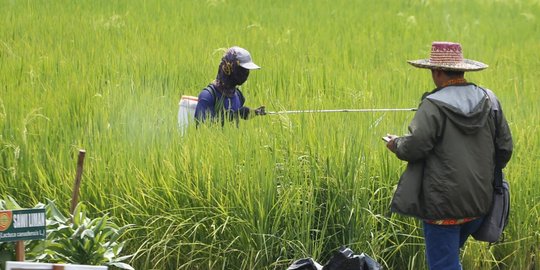 Cerita Pilu Petani Malang di Tengah Pandemi, Hasil Panen dan Pendapatan Terus Menurun