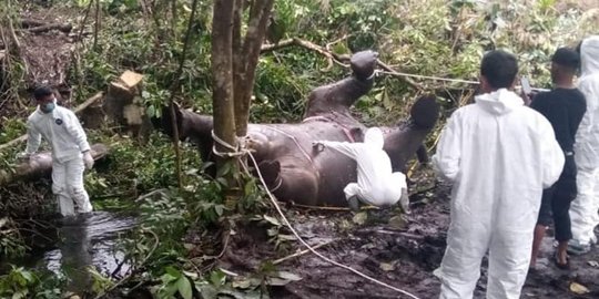 Gajah Mati di Bener Meriah Aceh Diduga Akibat Keracunan Pupuk