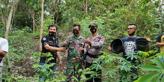 Cari Telur Semut, Warga Pangandaran Temukan Pohon Ganja di Lahan Milik WN Kanada