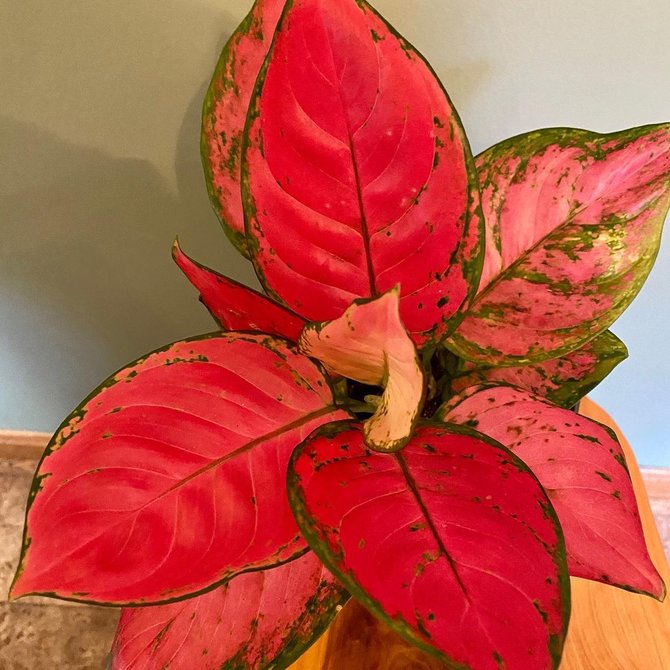 aglaonema red valentine