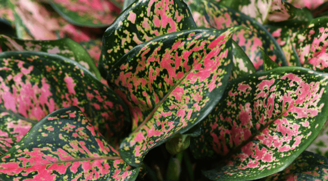 aglaonema