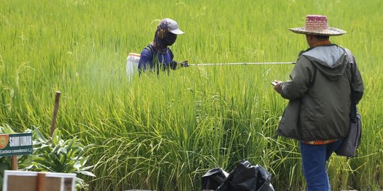 Penyakit Pada Tumbuhan Yang Perlu Diketahui Beserta Cara Mengatasinya Merdeka Com Penyakit Pada Tumbuhan Yang Perlu Diketahui Beserta Cara Mengatasinya Merdeka Com
