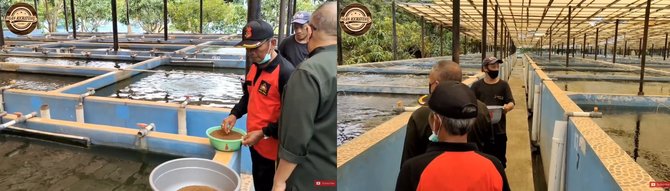 kolam ikan nila milik komjen pol purn jusuf manggabarani