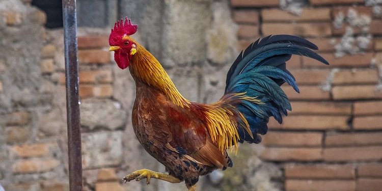 8 Ciri Ayam Jago Aduan Yang Bagus Paruh Panjang Dan Tebal Hingga Ekor Pendek Merdeka Com